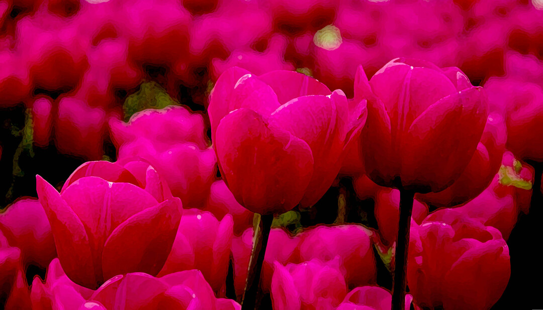 DArt Pink Flowers, 017.jpg