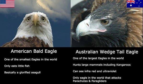 american-bald-eagle-vs-australian-wedge-tail-eagle.jpg