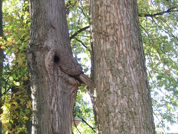 Tree like sex to..jpg