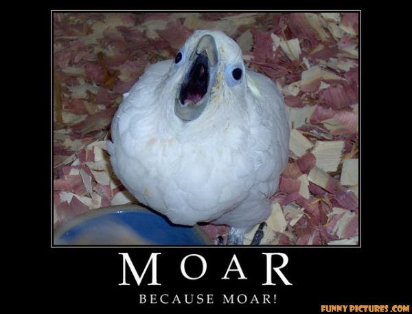 moar-bird.jpg