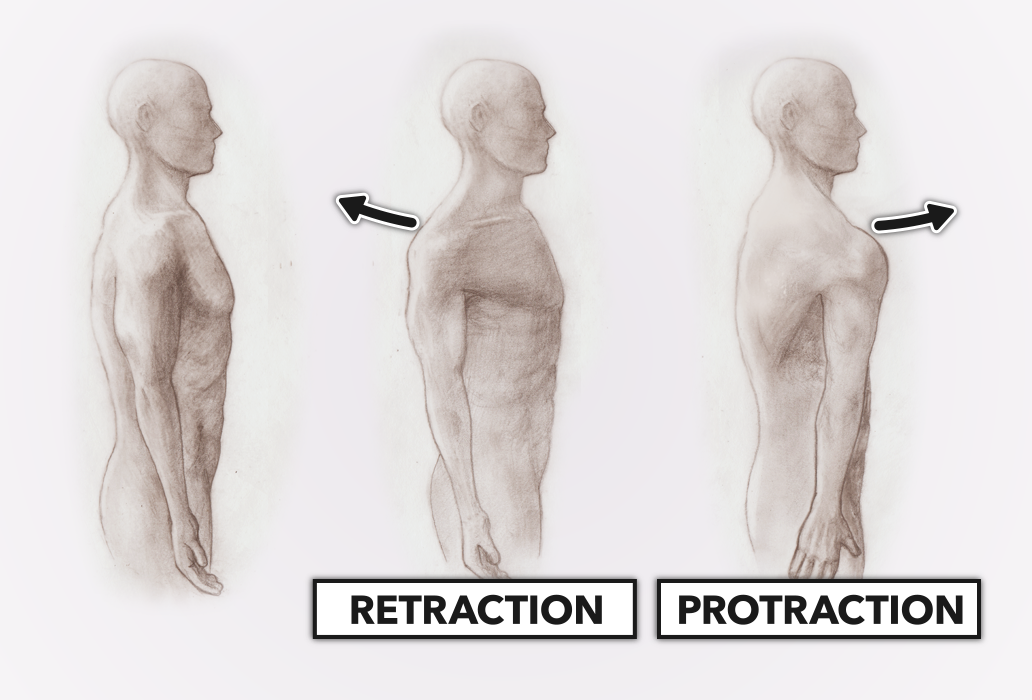 3-Fig-shoulder-protraction-retraction2.png