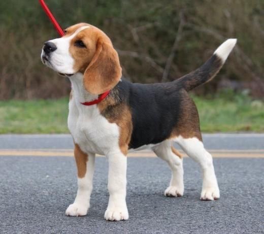 Actual beagle