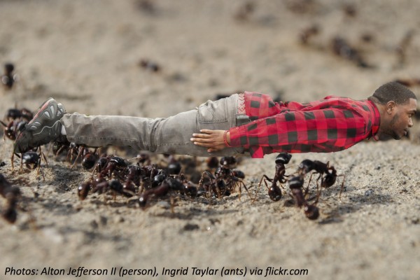 Ants-carrying-guy.jpg